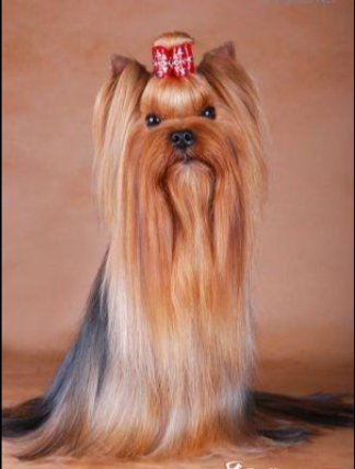 Jedi Sanse JEDI SANSE STATUS QUO &mdash; Labaza DogPedigree YorkshireTerrier
